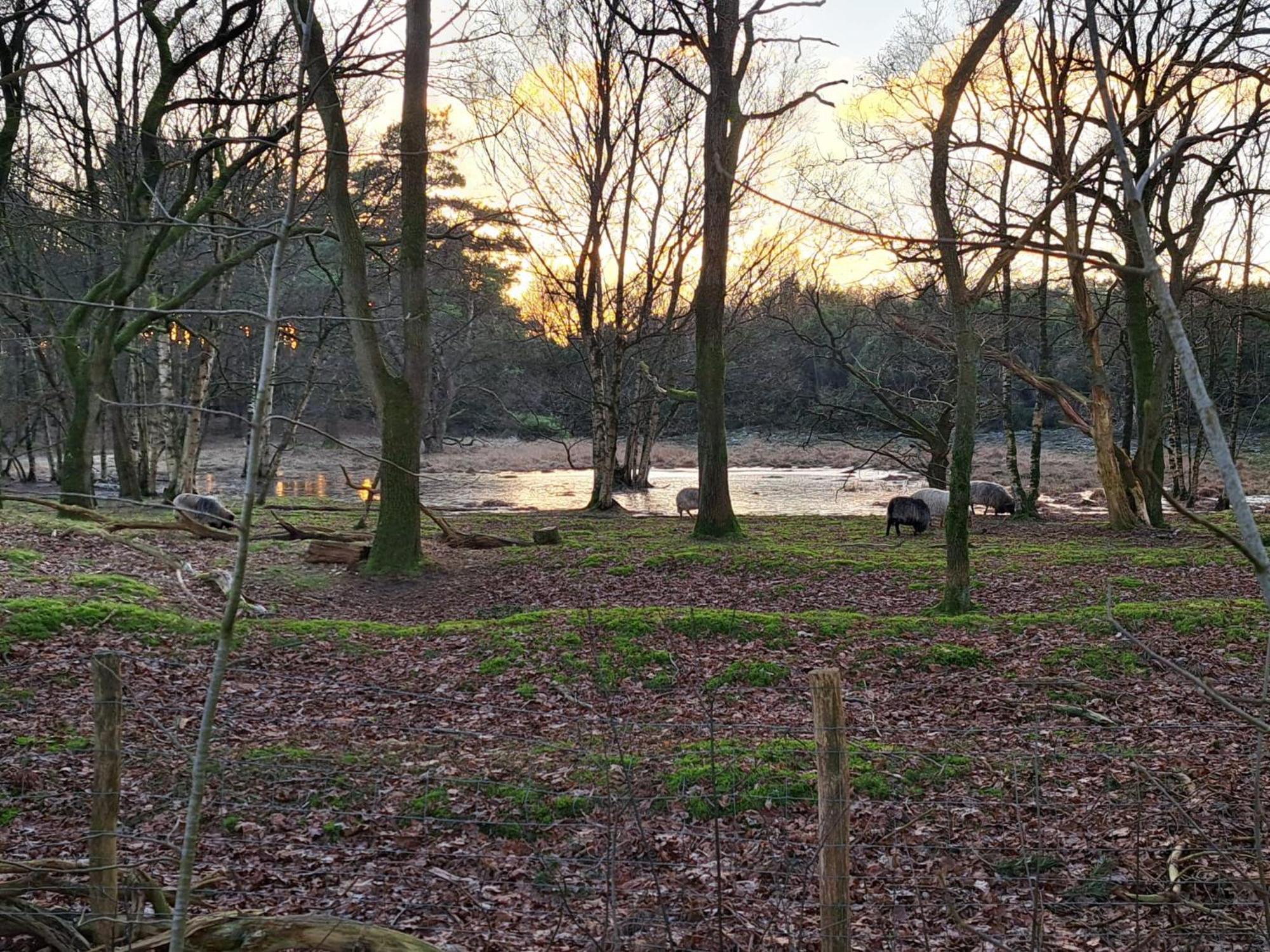 Natuurhuisje Meppen Esterno foto