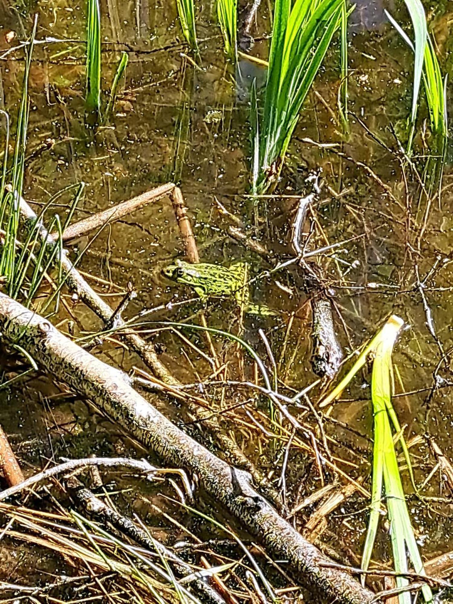 Natuurhuisje Meppen Esterno foto